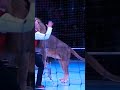 THE TAMER STUCK HIS HEAD IN THE LION'S MOUTH!#shorts #lion #tricks #mouth #tamer #animals #circus