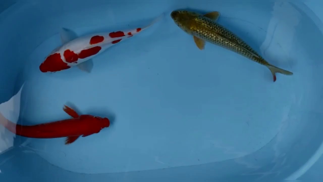 Мальки куджаку. Makayla goldfish. Кои 10. Мальки карпа кои. Карп декоративный.