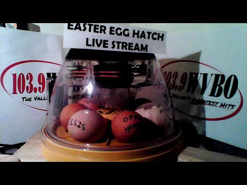 103.9 WVBO Easter Egg Hatch Live Stream 2020