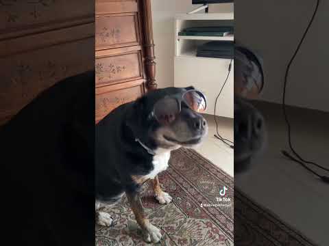 Annette caught on camera 📸❤️🐶 #dog #love #cute #pet #doglover #funny #paparazzi #capcut