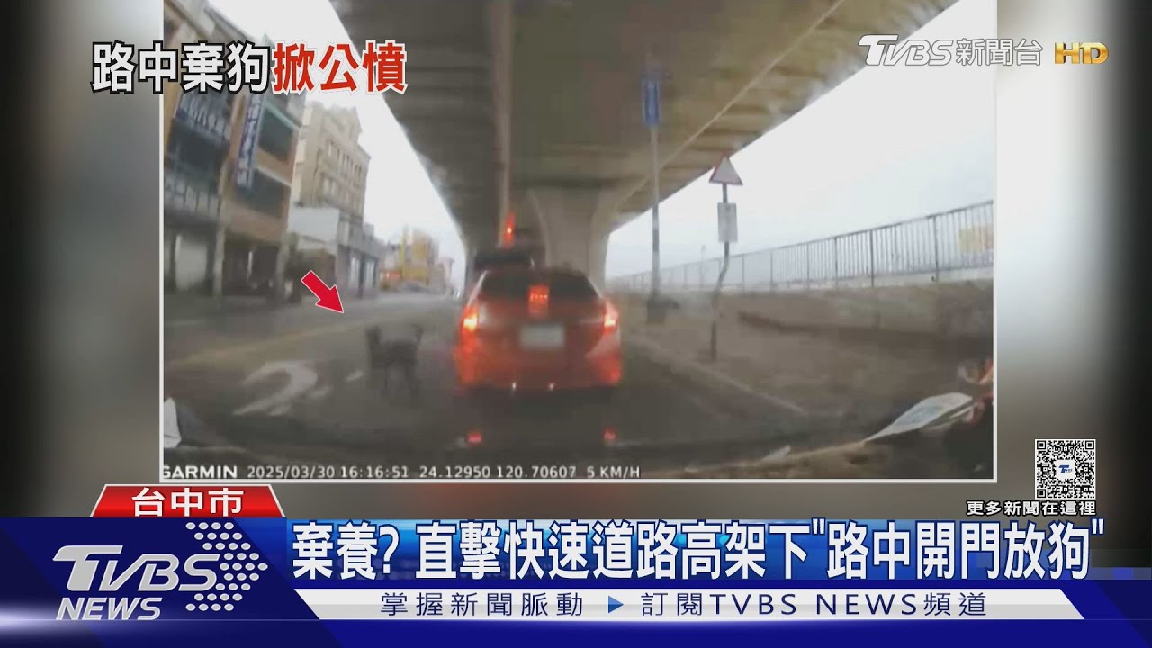棄養？直擊快速道路高架下　「路中開門放狗」