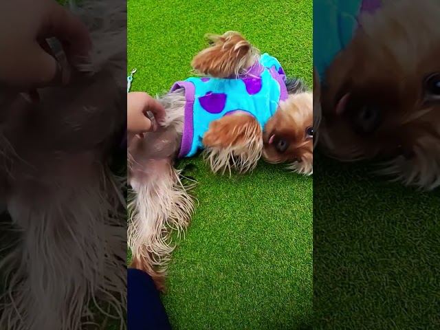 Vídeo relacionado con Yorkshire Terrier Papá Yorkie Dogfather Yorkie Dad Camiseta