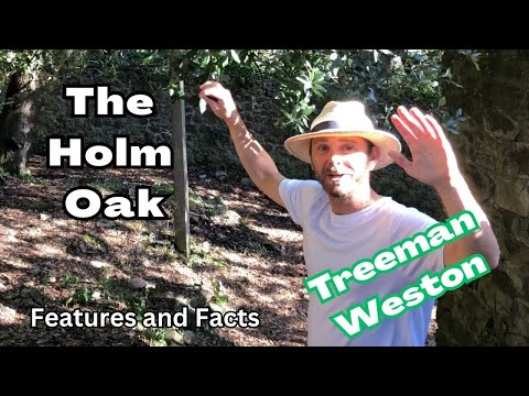 Holm Oak: The Evergreen Giant | Golden Age