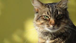 amazing cute cats#kinds of beautiful cats