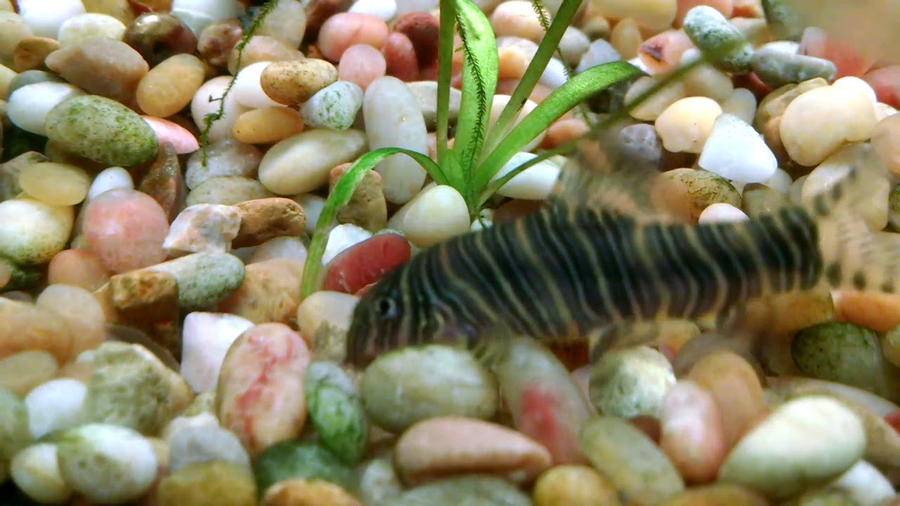 zebra loach and snails zebra loach and snails