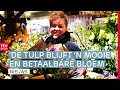 Tulpenseizoen van start & derde verdachte aangehouden voor steekincident jeugdzorg | Drenthe Nu
