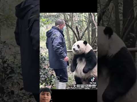 So cute 🥰🥰🥰 #shorts #shortvideo #viral #viralvideo #viralshorts #animals #funny #love #cute