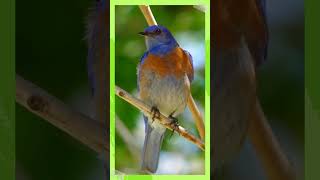 Download lagu PLECI WIT WIT TULIT TULIT SHORT 2 #kicaumania #pancinganplecibukaparuh #emosipleci mp3 Download lagu PLECI WIT WIT TULIT TULIT SHORT 2 #kicaumania #pancinganplecibukaparuh #emosipleci mp3