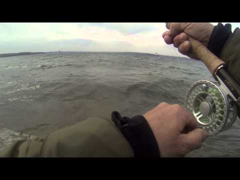 Meerforelle Fliegenfischen /  Flyfishing / April 2013 / Flyfishing Ostseeküste Dänemark