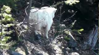 preview picture of video 'Lone yearling mountain goat - Mt. Baker Wilderness - 5/12/12'