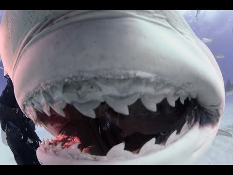 Xtreme Lyfe Steve Dee feeding huge tiger sharks on the Dolphin Dream