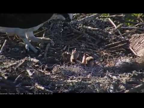 Savannah Osprey Nest ~ Landings Golf Course, Savannah GA ~ 16 Apr. 2019