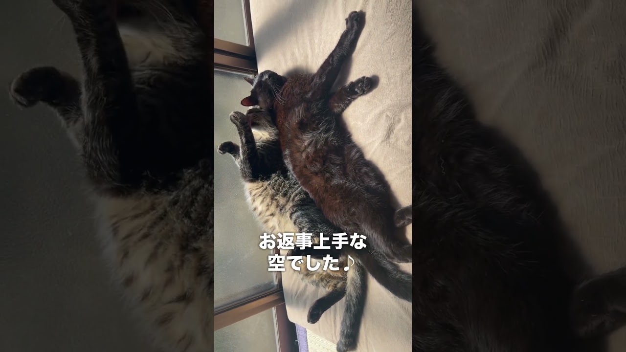 こっち向いて空 His name is Kuu