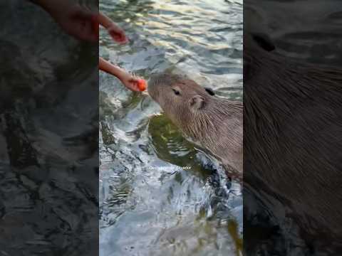 Capibara en el Agua #capibara #capibaras