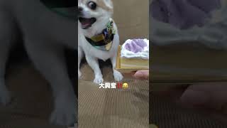 落ち着いてくれ😂#shorts #犬 #犬との暮らし #犬のいる生活 #犬のいる暮らし #いぬ #いぬのいる生活 #いぬすたぐらむ #いぬのきもち #チワワ #dog #癒し #わんこ #愛犬