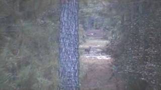 preview picture of video 'Deer shot at long range by 5 yr old'