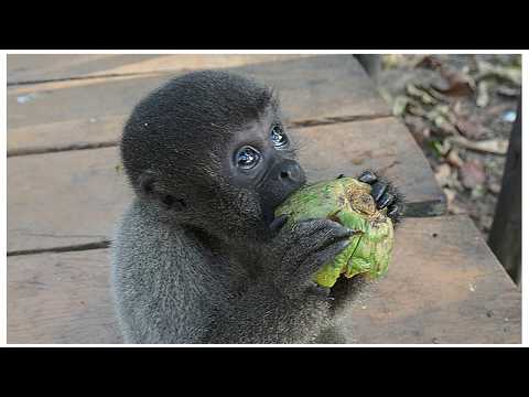 Tariri Amazon Lodge  - Manaus     in  4k