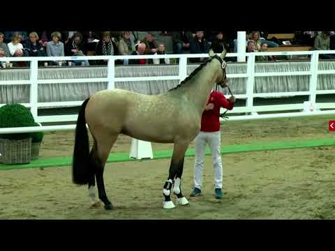 Buckskin Dressage Stallion - Quelle Couleur (Qasude MD x Captain Fire) - Münster-Handorf