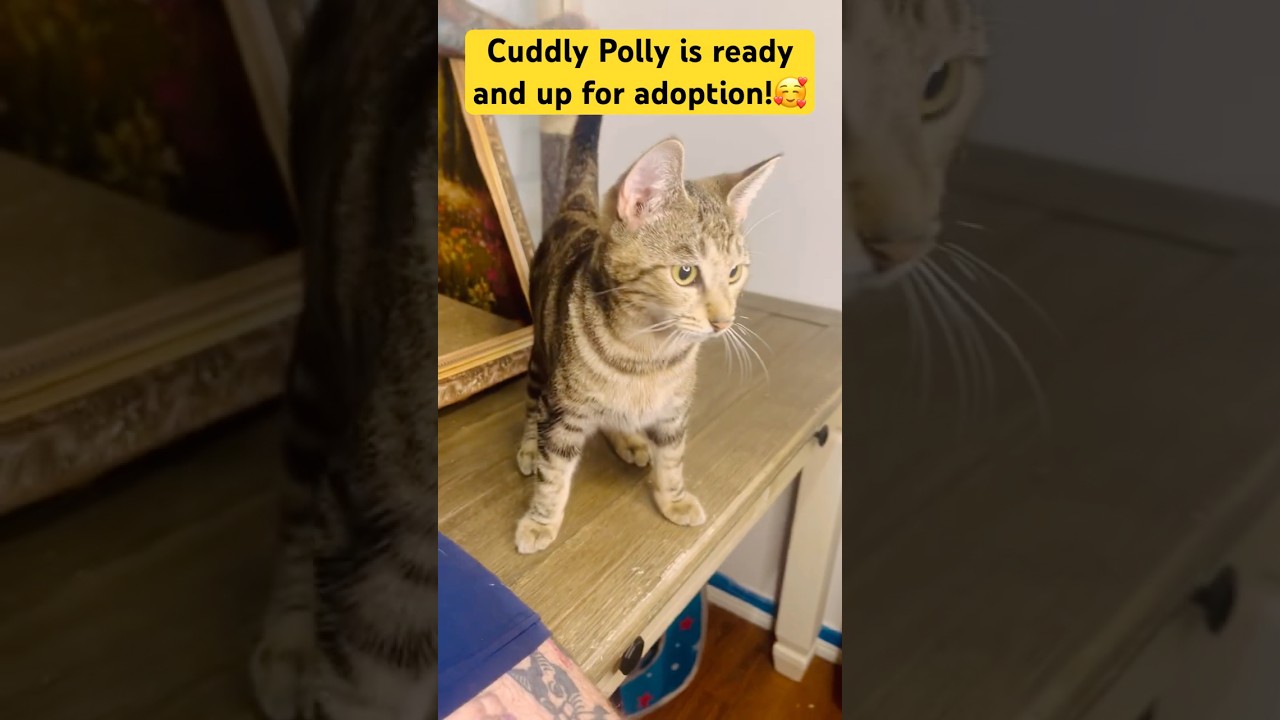 Enlarge Polly, a Adoptable American Shorthair in Fort Pierce, FL video 4/4