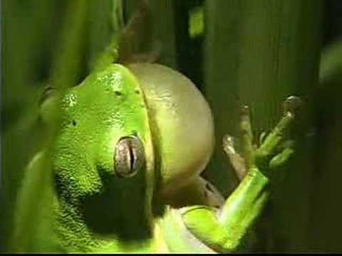 HOPE - Tree Frog (DiKi Records)