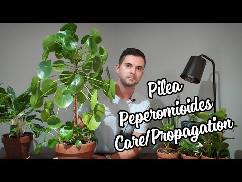 Pilea Pepermioides Care and Propagation | This Thing Is Huge!