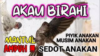 Download lagu Suara walet Musim Anakan, Panggil walet Ampuh sedot anakan 😍 mp3 Download lagu Suara walet Musim Anakan, Panggil walet Ampuh sedot anakan 😍 mp3