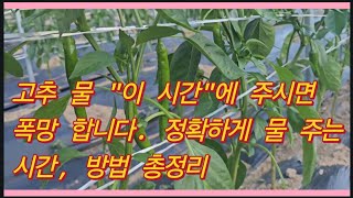 고추 모종 심고 "이 시간"에 물 주면 폭망 합니다. 당장 물 주는 시간 바꾸세요.(농사의신)