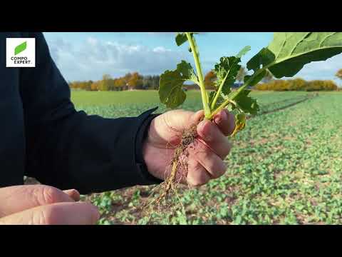 Raps - Mikronährstoffversorgung im Herbst
