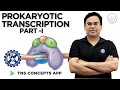Prokaryotic Transcription Part I Transcription In Prokaryotes TNS CONCEPTS