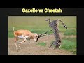 Gazelle Vs Cheetah