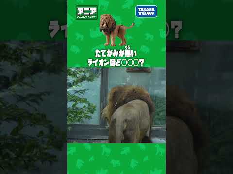 たてがみが黒いライオンほど？　#アニア #アニア研究所 #タカラトミー #shorts #アドベンチャーワールド