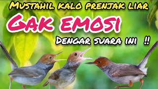 Download lagu Suara Pikat Burung Prenjak Kepala Merah Kombinasi Prenjak Betina Tarung mp3