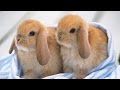 Ultimate A Funny And Cute Bunny Rabbit Videos Compilation 2016 | Laugh TV