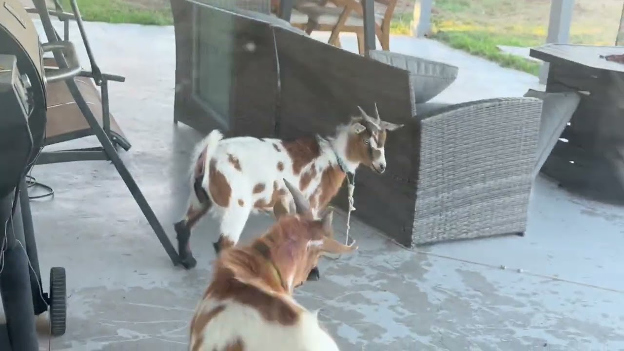 Basset Hound Releases Cat's Daily Catch || ViralHog