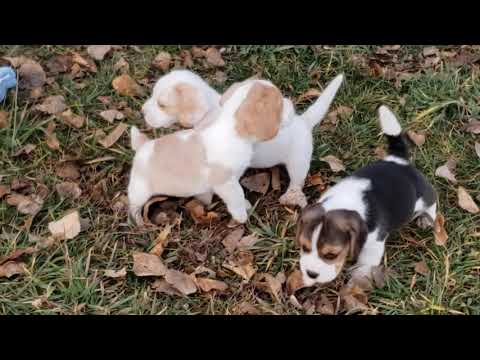 Georgia - 6 wks - RESERVED