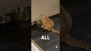 Cats Being Absolute Goofballs 🤣🔥