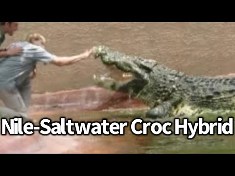 Nile-Saltwater Crocodile Hybrids are Real