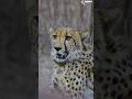 First Ever Cheetah Sighting Of India Cheetah Kunonationalpark Findingfauna Kuno Wildlife