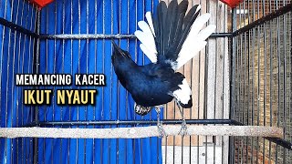 Download lagu kacer gacor NGEPLONG tarung ini paling ampuh buat PANCINGAN KACER agar EMOSI NYAUT mp3