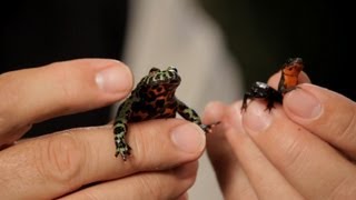Firebelly Toad & Firebelly Newt Care | Pet Reptiles