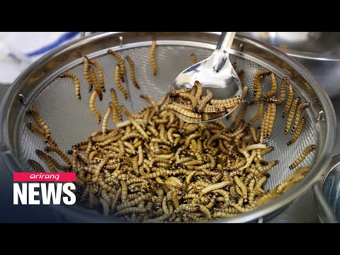 Mealworms for dinner? EU approves first insect food