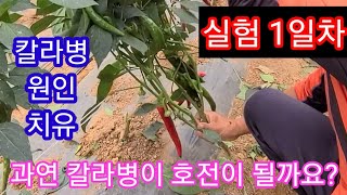 고추 칼라병이 호전이 될까요? 실험 1일차 ~총채벌레 고추병충해