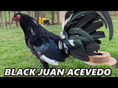 Kentucky !! Nice Black Birds - JUAN ACEVEDO FARM