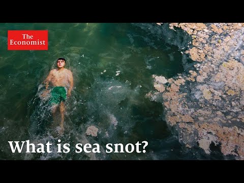 Мертвые зоны: как химическое загрязнение душит море | The Economist