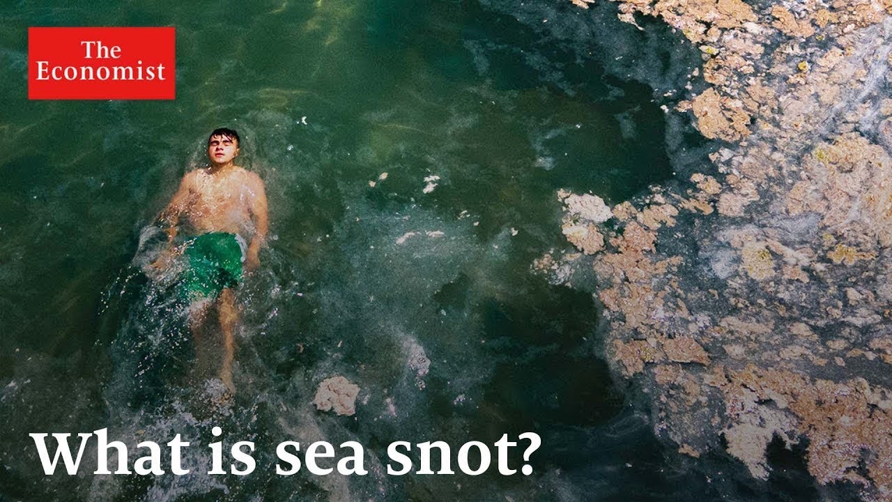 How do dead zones affect humans?