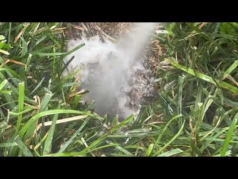 Yellow Jackets Attacking the Kids at Childcare Facility in Middletown, NJ