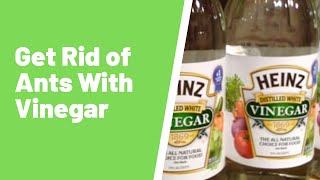 Do Ants Like Vinegar? Or Is Vinegar A Good Treatment For Ants?