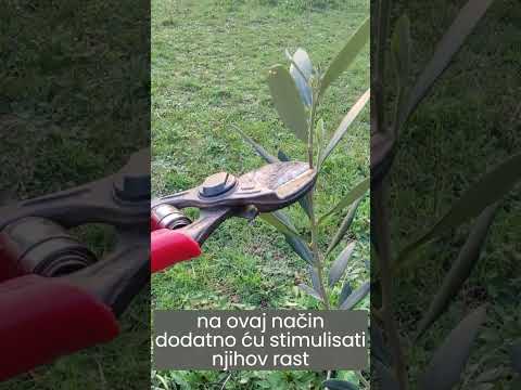 Rezidba maslina - formiranje mlade sadnice (Primjer3 - Frantoio)