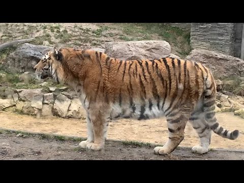 Siberian Tiger Exploring Enclosure at Zoo Krakow - 15/03/25