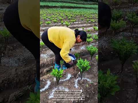 Fertilizing My Konjac Plants: A Simple Guide to Healthy Growth